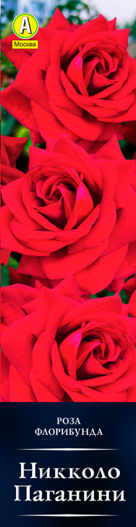 Роза флорибунда Никколо Паганини в коробке Аэлита 