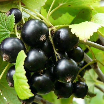 Смородина Детскосельская, черная v2 Tim 