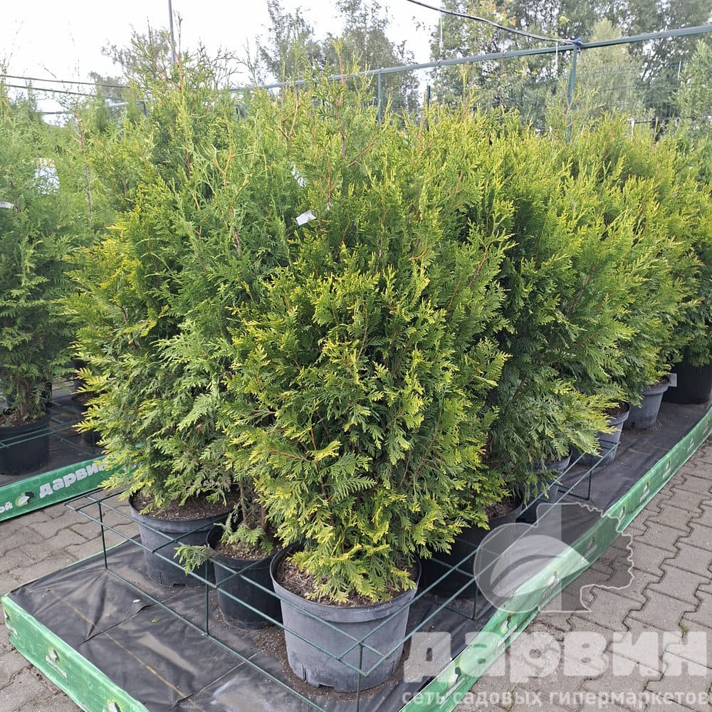 Туя складчатая Корник C20/25 100-120 Bor 