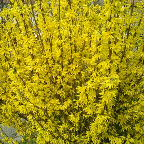 Форзиция промежуточная "Курталин" с3 