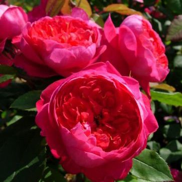 Роза английская Бенджамин Бриттен v6 Tim 