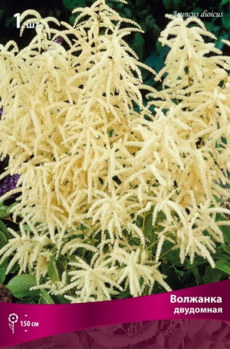 Волжанка двудомная I 1шт Поиск 