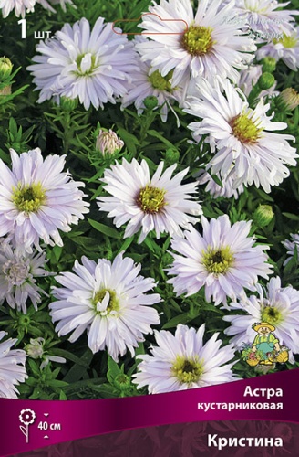 Астра кустарниковая Кристина I 1шт Поиск 
