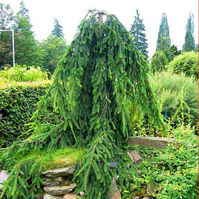 Растение ель обыкновенная Bohemica Pendula c20 100-125 Lt по цене  Растение ель обыкновенная Bohemica Pendula c20 100-125 Lt