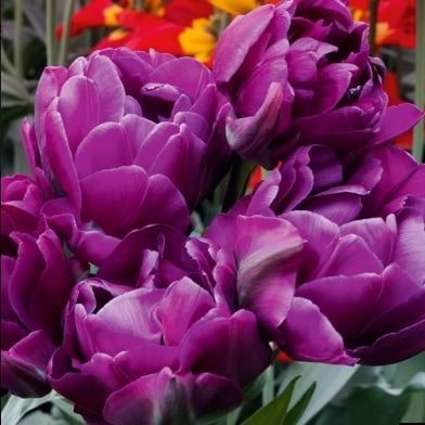 Луковица НВМ Тюльпан Негрита Дабл 11/12 фиолетовый 5шт 