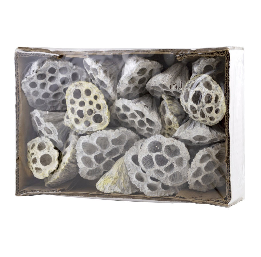 Сухоцветы Лотос набор 18шт 4-10см, белый по цене 