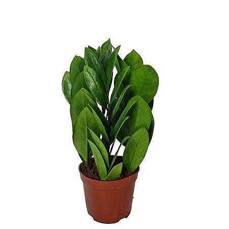 Замиокулькас Пирамида d14 h38 