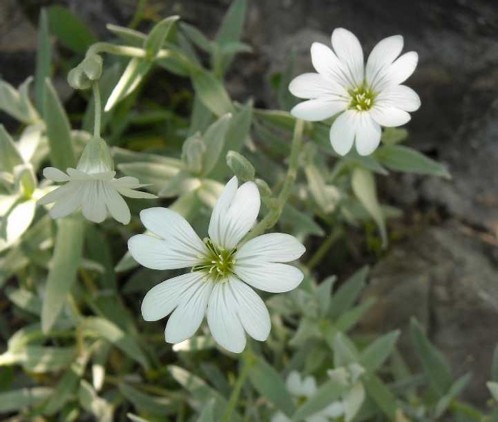 Ясколка p9 Push 