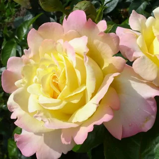 Роза Плетистая Глория Деи Клайминг в коробке Биосфера 