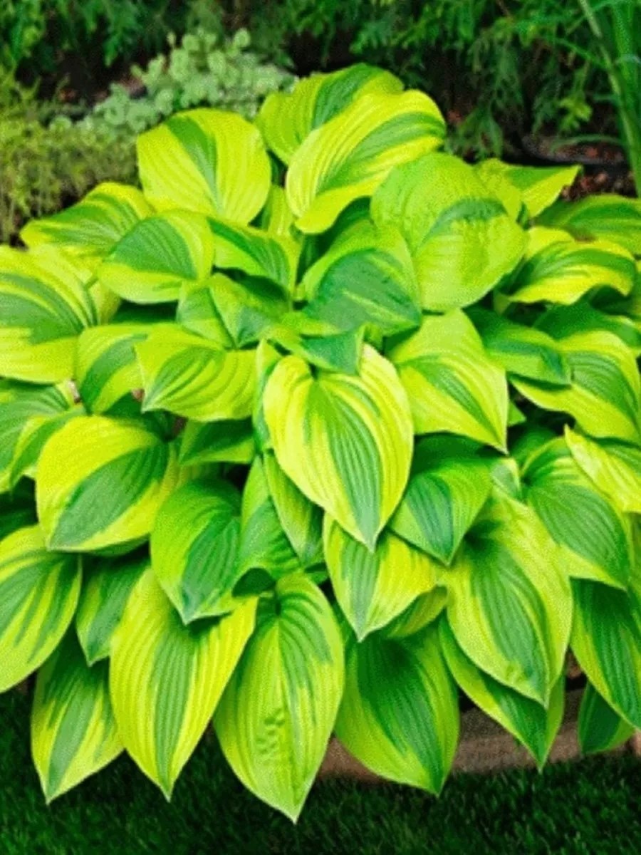 Корневище Хоста гибридная Велвет Мун 1 шт Поиск 