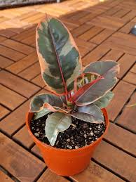 Фикус эластика Белиз d25 h100-140 Tim 