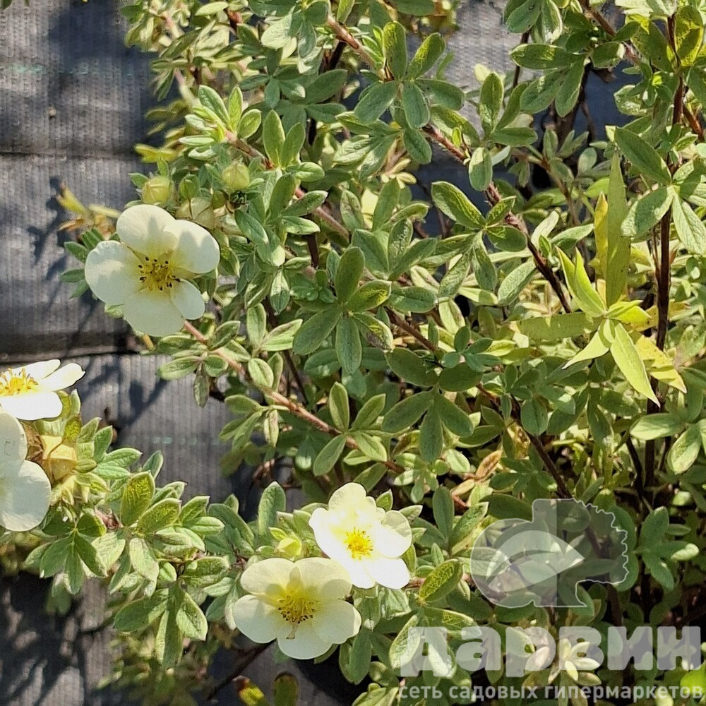 Лапчатка кустарниковая Примроуз Бьюти v2 Lav 