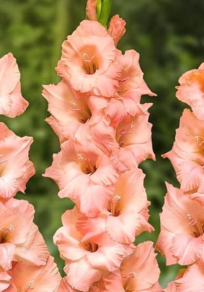 Луковица Гладиолус Алонсо 12/14 10шт 