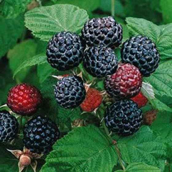 Малина черноплодные сорта Блэк Джуэл  с2 Н20-40 ЦО 