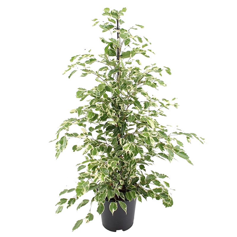 Фикус бенджамина Твайлайт d17 h70 