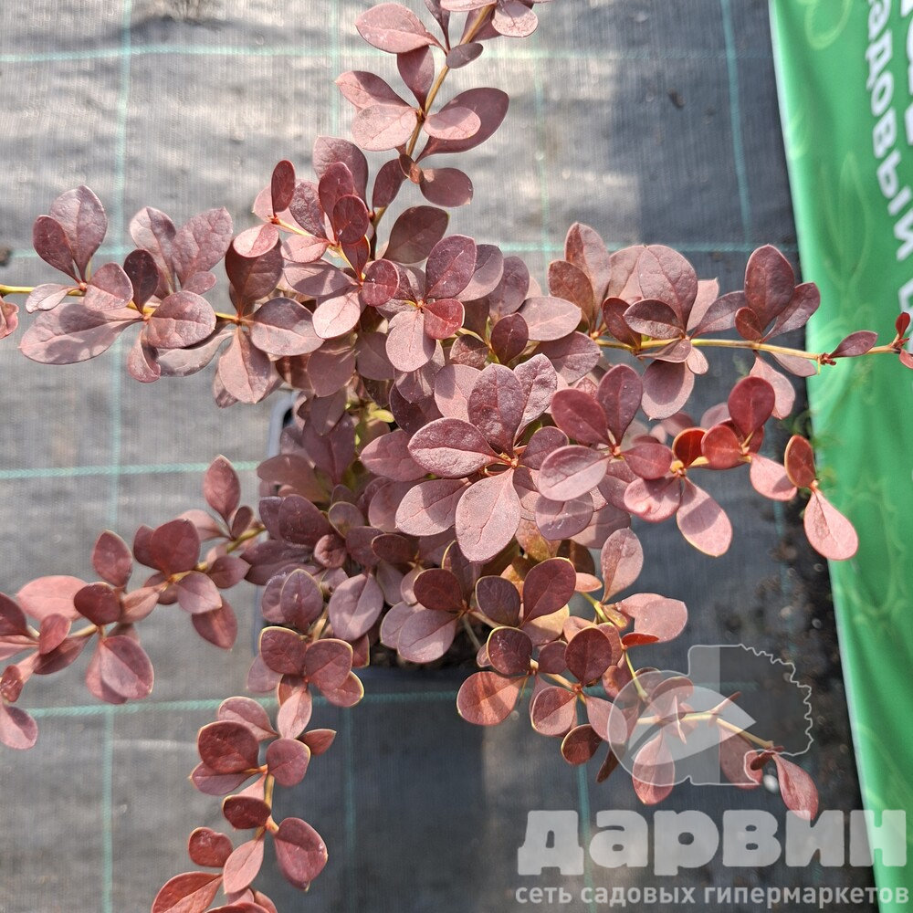 Барбарис тунберга Ред Диджей v2 Lav 