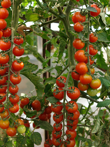 Томат черри с плодами в ассортименте С3 по цене  Томат черри с плодами в ассортименте С3