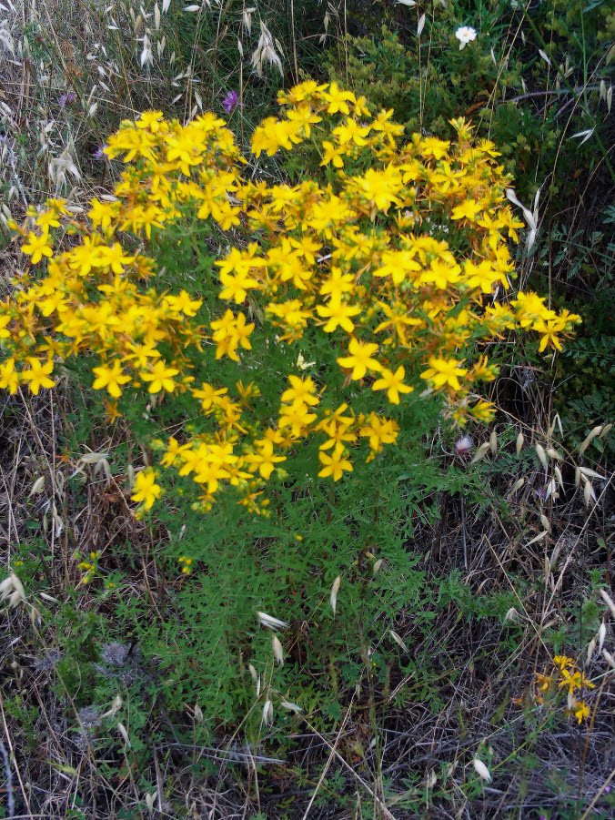 Зверобой v1,5 Push 