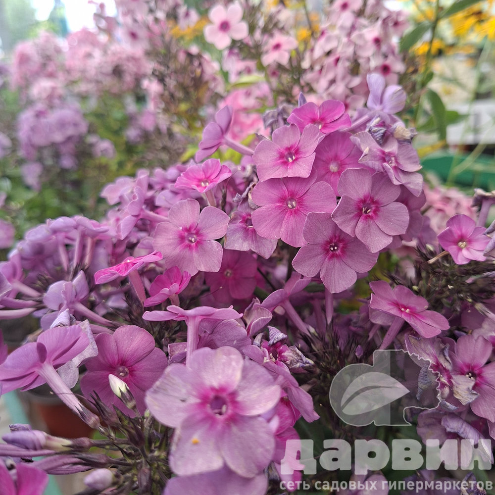 Флокс метельчатый в асс. D19 