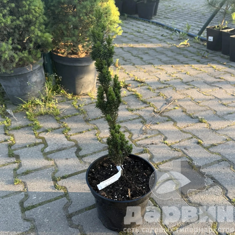 Тисс ягодный Микро 25-30 cm Mt 