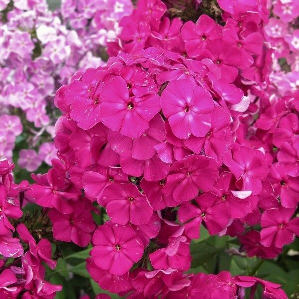 Корневище Флокс метельчатый "Российская селекция" Виктория I 1шт Поиск 