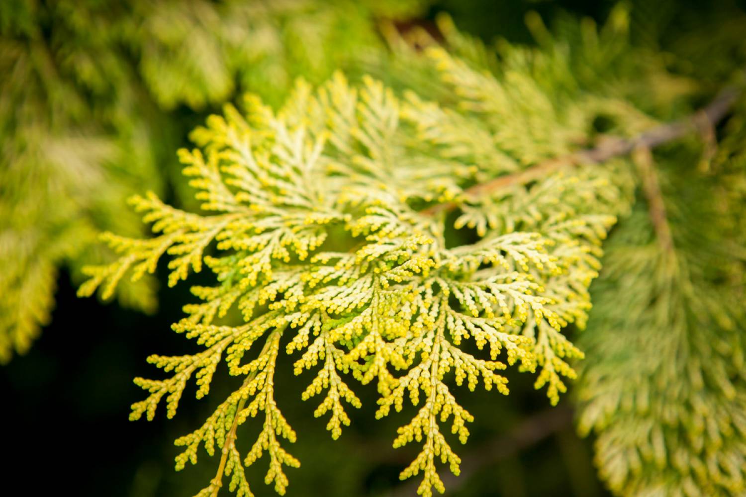 Кипарисовик нутканский Аурея v2 Lav 