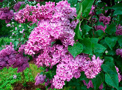 Сирень обыкновенная Леонид Леонов Tim 