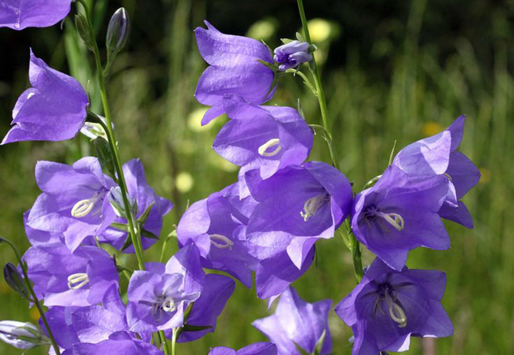 колокольчик персиколистный d11 Tim 