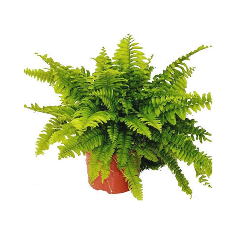 Нефролепис Бостон Блю Белл d12 h40 