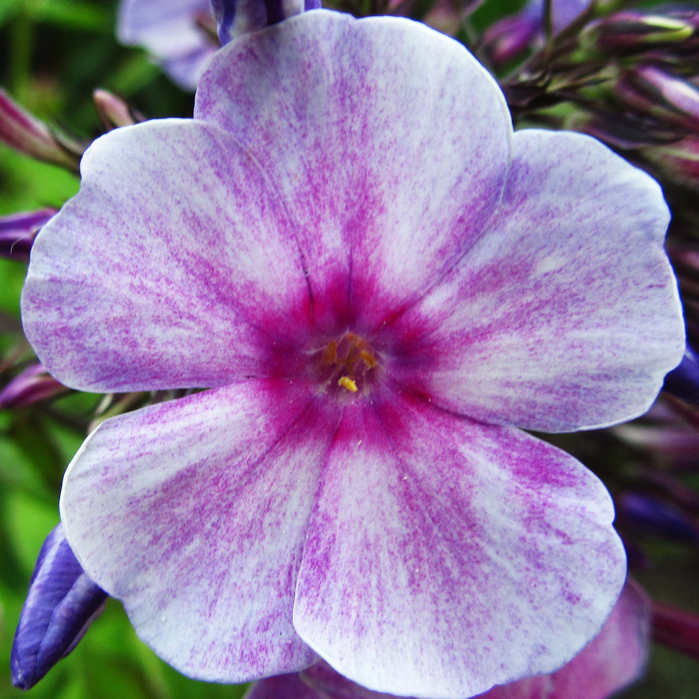 Флокс метельчатый Штернхиммель Tim 