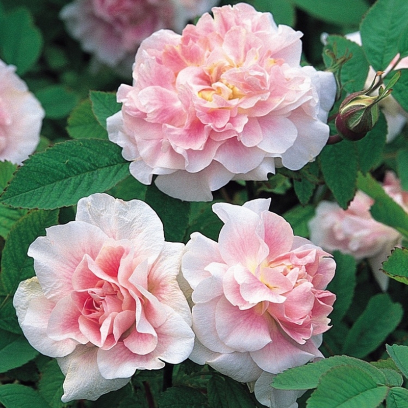 Роза канадская парковая Мартин Фробишер бело-розовый в коробке ЦО 