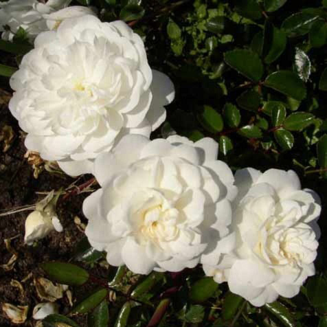 Роза почвопокровная Дварф Вайт v2 Lav 