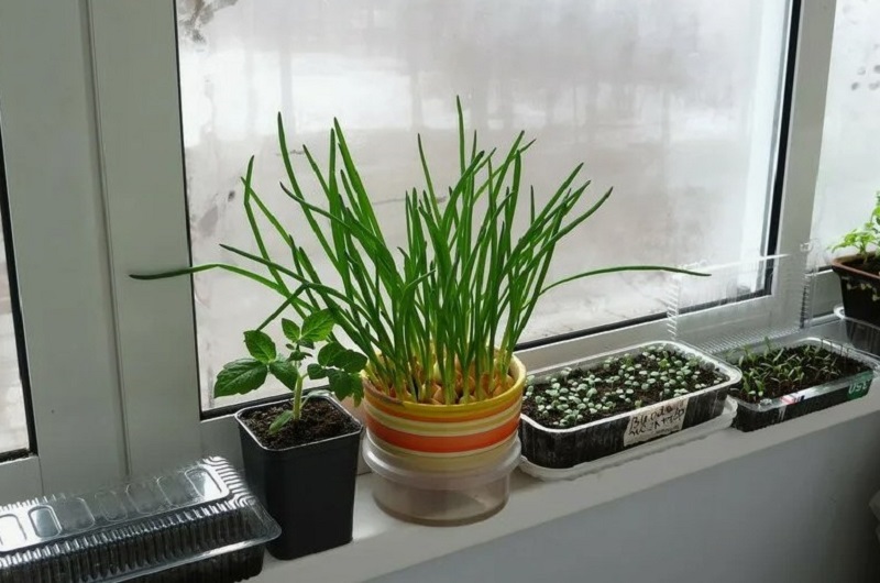 Начинайте выгонку зелени 