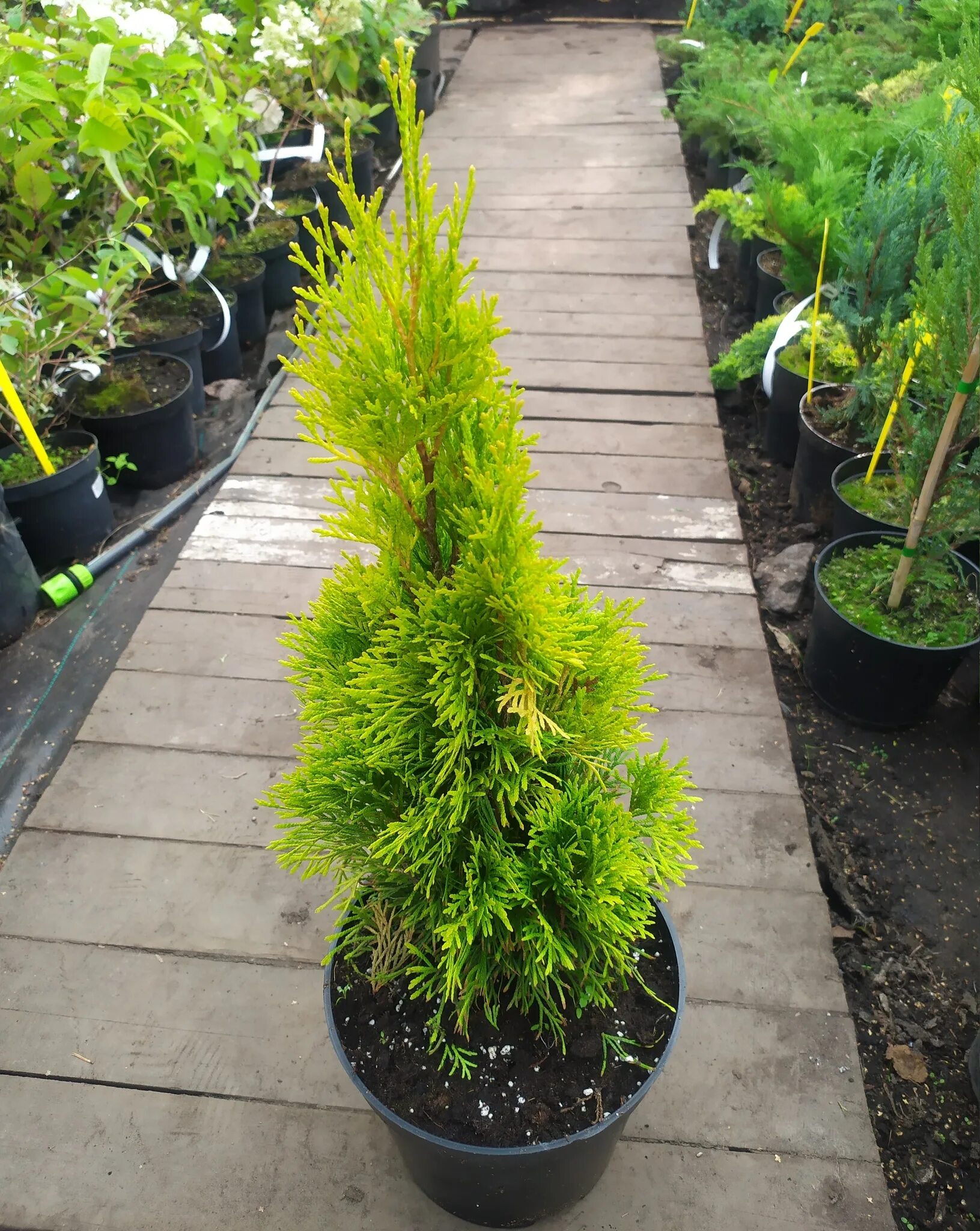 Туя западная Голден Смарагд v3 20-40 