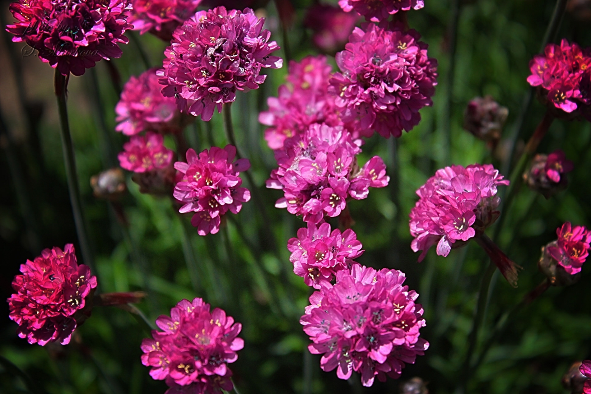 Армерия приморская. Армерия Приморская Спленденс. Армерия Приморская (Armeria maritima).