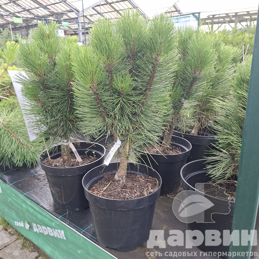 Сосна черная Ронделло 40-50 cm Mt 