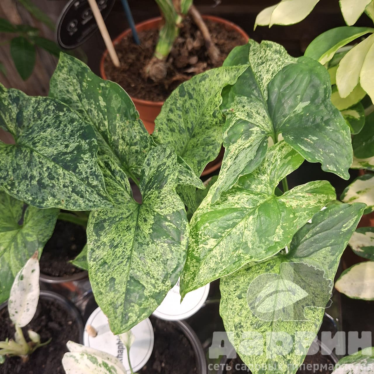 Сингониум Моттлед d6 h15 