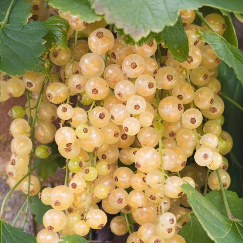 Смородина Смольяниновская бел. в коробке ЦО 