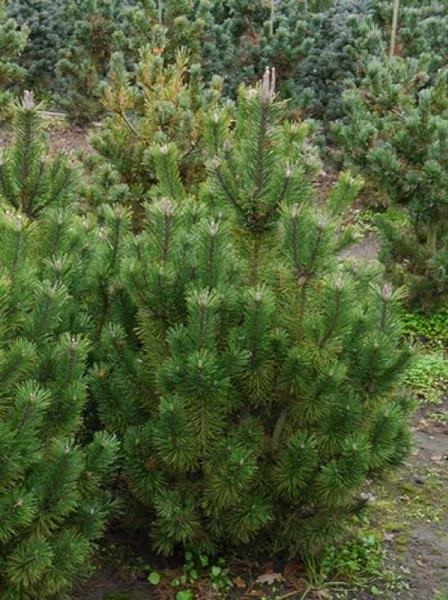 Сосна уолриха Грин Джайант 30-40 Mt 