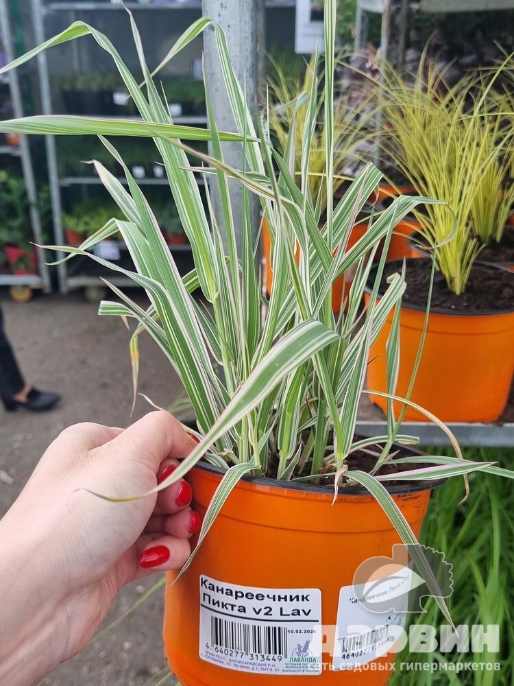 Канареечник Пикта v2 Lav 