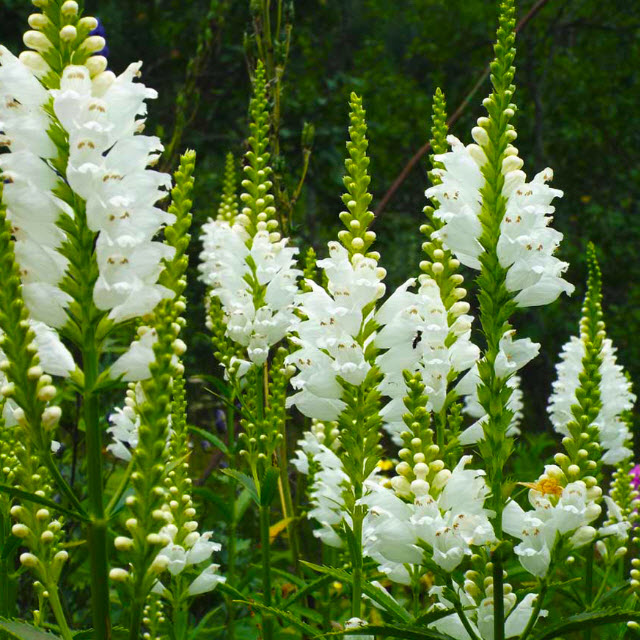 Физостегия Кристал Пик Вайт d12 ХР 