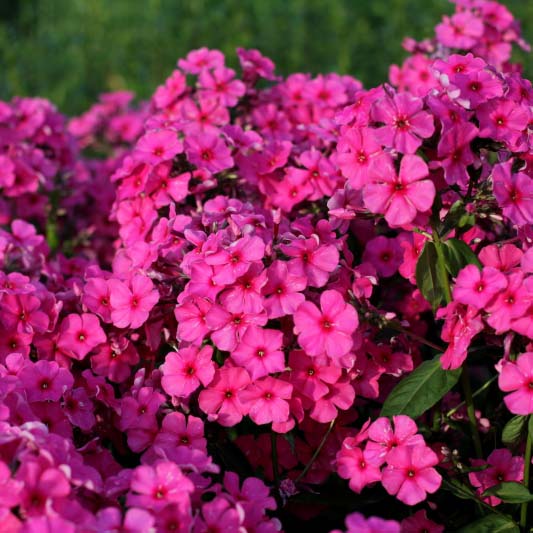 Флокс метельчатый Привет v2 Tim 