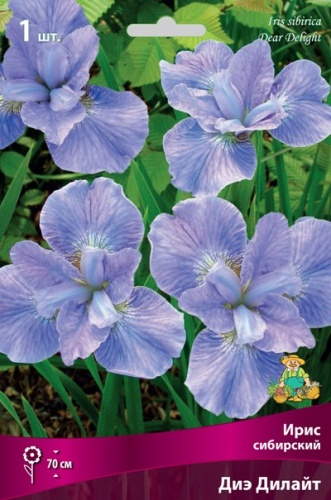 Кореневище Ирис сибирский Диэ Дилайт 1шт Поиск 