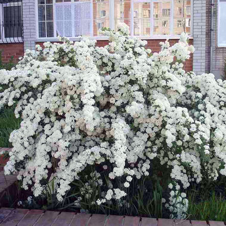 Спирея Вангутта P26 60-80см 