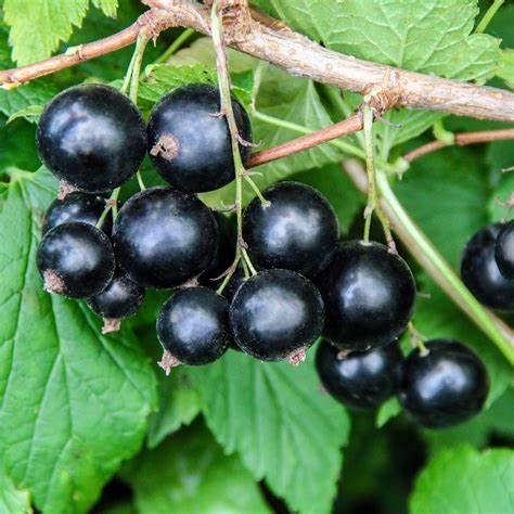 Смородина Ильинка,  черная v5 Tim 