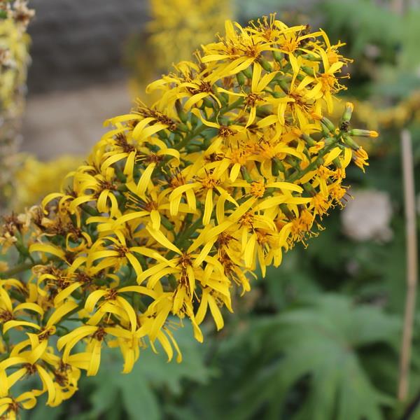 Многолетник с3-5 (ценовая категория 4) TV 