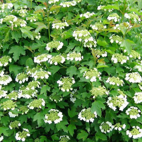 Калина обыкновенная в асс v7,5 40-60 Niv 