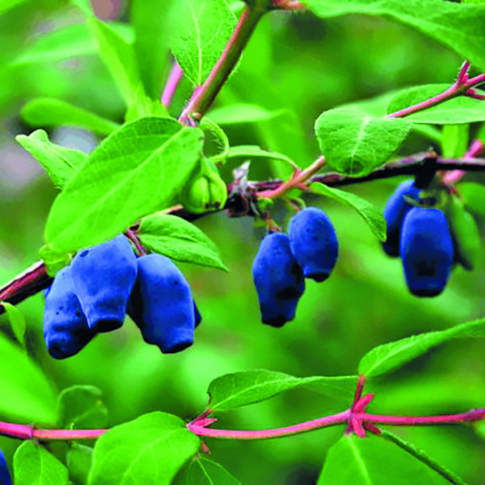 Жимолость Синеглазка v3-5 Tim 