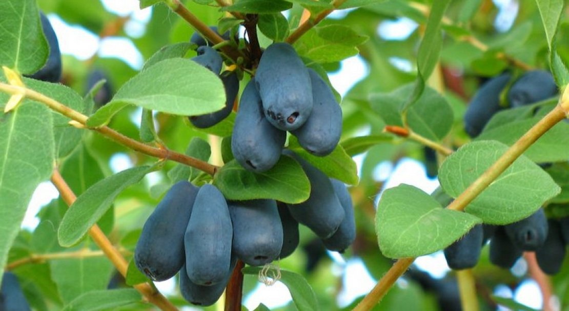 Жимолость Принцесса Диана v2 Lav 