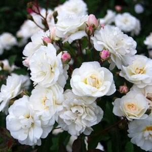 Роза канадская парковая Каква белый в коробке ЦО 